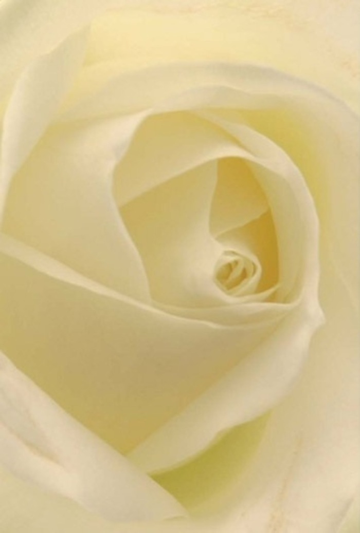 When you gaze into the heart of this classic white rose-captured in a close-up that brings every petal into crisp focus-you find a study in tranquility and refined beauty, much like the quiet elegance Greenford is known for. The petals layer in soft spirals, brushed with shades of ivory and cream that reflect the subtle, ever-changing light of a local green space. Each fold is illuminated as if from within, creating a gentle interplay of colour and shadow-reminding one of the peaceful moments spent strolling near Greenford Broadway. As a florist, I see this rose as the perfect choice for meaningful occasions: a sincere apology, a romantic gesture, or a graceful wedding centrepiece reflecting the area's sense of community. The near-perfect symmetry of its core symbolizes purity and quiet resilience, while every carefully curled edge echoes the refined skills of our Greenford Florist team. A soft, fresh fragrance lingers around the petals, clean and serene, lending itself to any moment requiring grace, solace, or simple admiration-a sophisticated embrace in floral form.